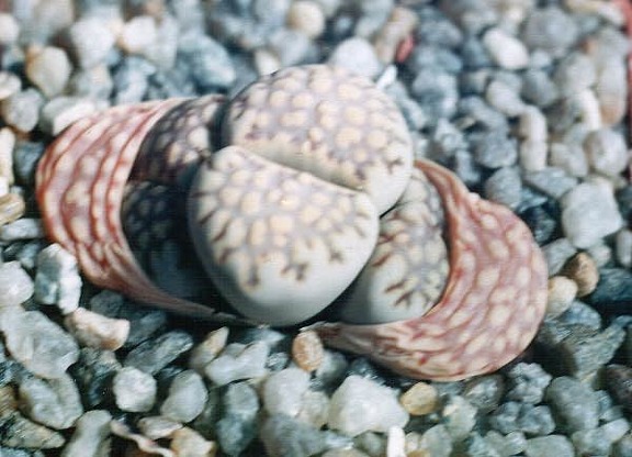 Lithops bromfeldii