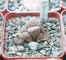 Lithops bromfeldii2