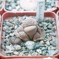 Lithops bromfeldii2