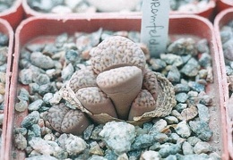 Lithops bromfeldii2