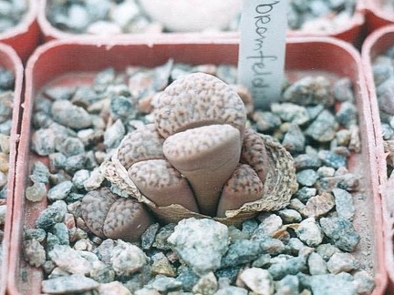 Lithops bromfeldii2