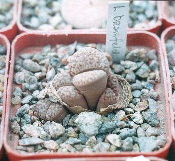 Lithops bromfeldii2