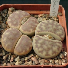 Lithops bromfeldii C40