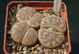 Lithops bromfeldii C40