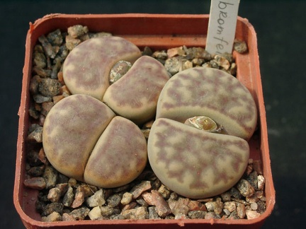 Lithops bromfeldii C40