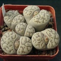 Lithops bromfeldii v mennellii