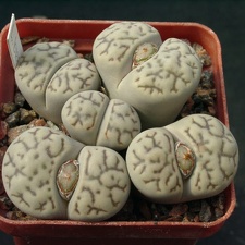 Lithops bromfeldii v mennellii