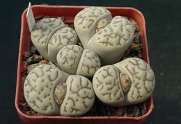 Lithops bromfeldii v mennellii