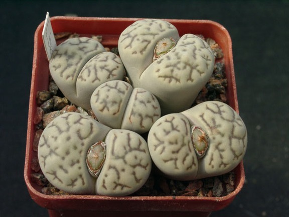 Lithops bromfeldii v mennellii
