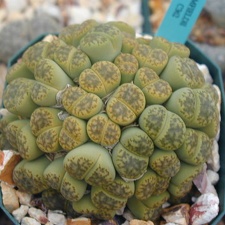 Lithops bromfieldii Sulphurea