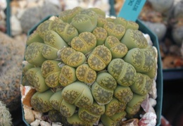 Lithops bromfieldii Sulphurea