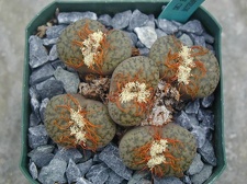 Lithops bromfieldii v  glaudinae C382