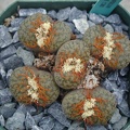 Lithops bromfieldii v  glaudinae C382