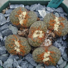 Lithops bromfieldii v  glaudinae C382