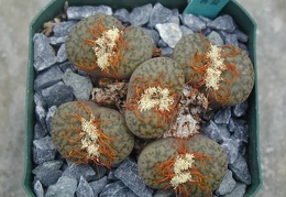 Lithops bromfieldii v  glaudinae C382