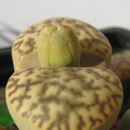 Lithops bromfieldii v  insularis