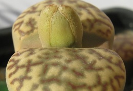 Lithops bromfieldii v  insularis