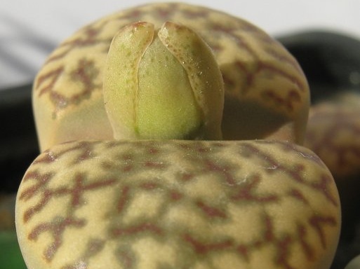 Lithops bromfieldii v  insularis