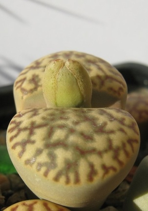 Lithops bromfieldii v  insularis