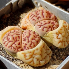 Lithops bromfieldii v  mennellii