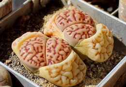 Lithops bromfieldii v  mennellii