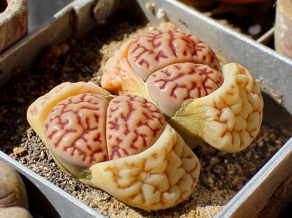 Lithops bromfieldii v  mennellii