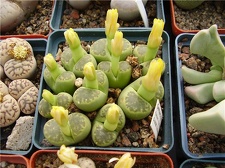 Lithops bromfieldii v  sulphurea Gorb FG