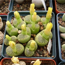 Lithops bromfieldii v  sulphurea Gorb FG