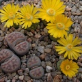 Lithops bromfieldii v insularis  sulphurea   C362