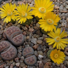 Lithops bromfieldii v insularis  sulphurea   C362