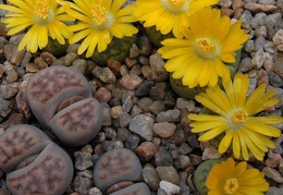 Lithops bromfieldii v insularis  sulphurea   C362