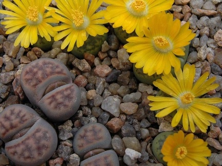 Lithops bromfieldii v insularis  sulphurea   C362