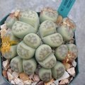 Lithops dinteri Dintergreen