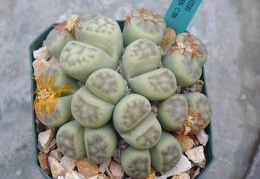 Lithops dinteri Dintergreen