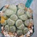 Lithops_dinteri_Dintergreen.JPG