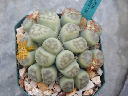 Lithops dinteri Dintergreen