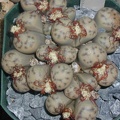 Lithops dinteri ss  frederici