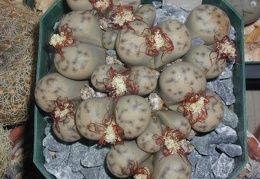 Lithops dinteri ss  frederici