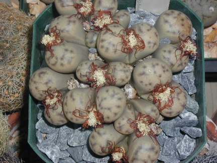 Lithops dinteri ss  frederici