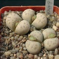 Lithops dinteri ssp frederici