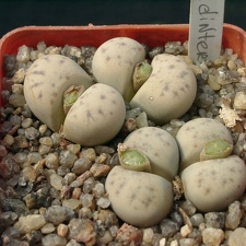 Lithops dinteri ssp frederici