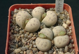 Lithops dinteri ssp frederici