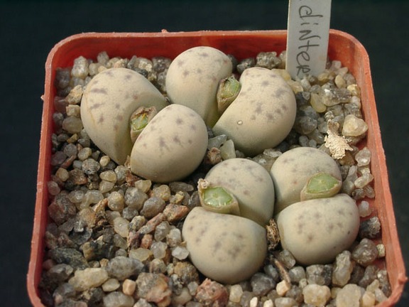 Lithops dinteri ssp frederici