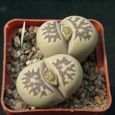 Lithops dorotheae
