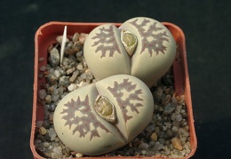 Lithops dorotheae
