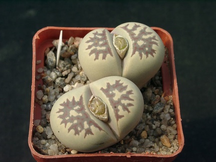Lithops dorotheae