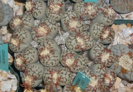 Lithops dorotheae C124