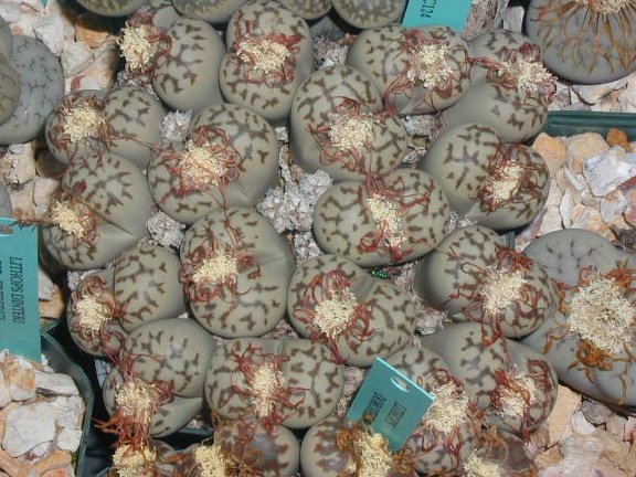 Lithops dorotheae C124