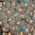Lithops dorotheae C124