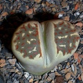 Lithops dorotheae C360